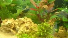 Dekoration im Aquarium Becken 2482