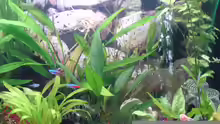 Dekoration im Aquarium Becken 2684