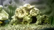 Dekoration im Aquarium Becken 278