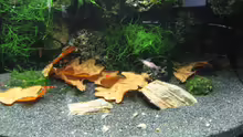 Dekoration im Aquarium Becken 3303