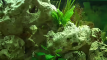 Dekoration im Aquarium Becken 3310