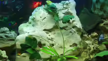 Dekoration im Aquarium Becken 3464