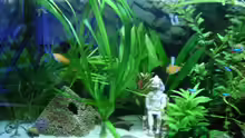 Dekoration im Aquarium Becken 3479