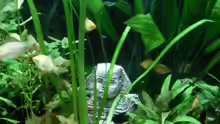 Dekoration im Aquarium Becken 3479