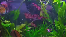 Dekoration im Aquarium Becken 3721
