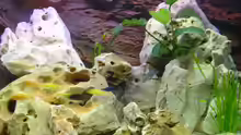 Dekoration im Aquarium Becken 392
