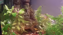 Dekoration im Aquarium Becken 3920