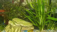 Dekoration im Aquarium Becken 3982