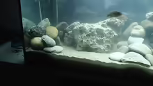 Dekoration im Aquarium Becken 413