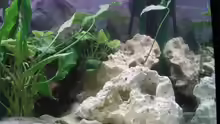 Dekoration im Aquarium Becken 4373