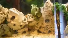 Dekoration im Aquarium Becken 439