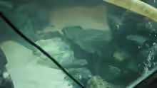 Dekoration im Aquarium Becken 4449