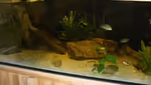 Dekoration im Aquarium Becken 4618