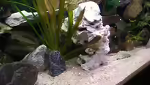 Dekoration im Aquarium Becken 5110