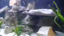 Dekoration im Aquarium Becken 562