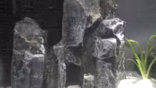 Dekoration im Aquarium Becken 5645