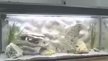 Dekoration im Aquarium Becken 567