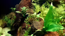Dekoration im Aquarium Becken 5689