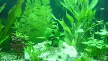 Dekoration im Aquarium Becken 5754