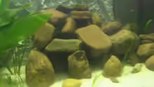 Dekoration im Aquarium Becken 5903