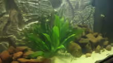 Dekoration im Aquarium Becken 5903