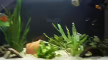 Dekoration im Aquarium Becken 6060