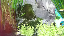Dekoration im Aquarium Becken 6066