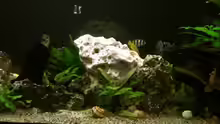 Dekoration im Aquarium Becken 6293