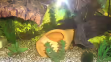Dekoration im Aquarium Becken 6468