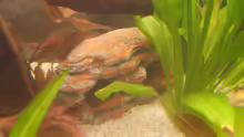Dekoration im Aquarium Becken 6512