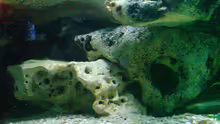 Dekoration im Aquarium Becken 6558