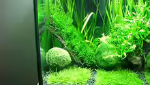 Dekoration im Aquarium Becken 7307