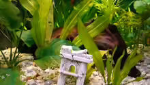 Dekoration im Aquarium Becken 7532