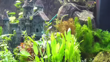 Dekoration im Aquarium Becken 8694