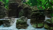 Dekoration im Aquarium Becken 8737