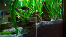 Dekoration im Aquarium Becken 8737
