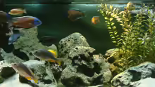 Dekoration im Aquarium Becken 89
