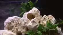 Dekoration im Aquarium Becken 8908