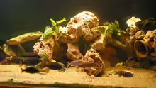 Dekoration im Aquarium Becken 9