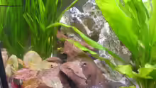 Dekoration im Aquarium Becken 9302