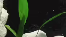 Dekoration im Aquarium Becken 9391