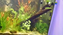Dekoration im Aquarium Becken 9533