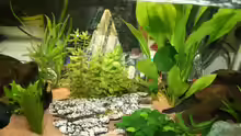 Dekoration im Aquarium Becken 9798