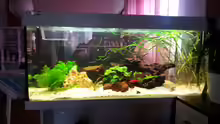 Dekoration im Aquarium juwel 240l