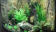 Dekoration im Aquarium Juwel Trigon 190