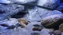 Dekoration im Aquarium Placidochromis Dream aufgelöst