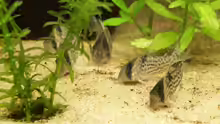 Die Corydoras schwartzii auf Futtersuche