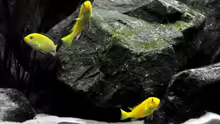 Die Labidochromis Yellows schwärmen aus