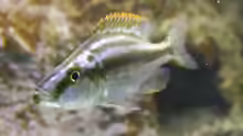 dimidichromis compressiceps