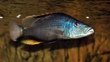 Dimidiochromis compressiceps